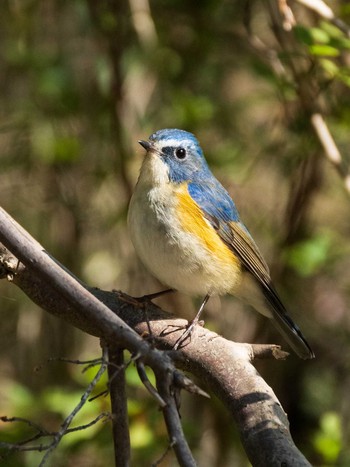 2021年2月23日(火) 東京大学附属植物園の野鳥観察記録