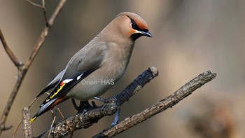 Bohemian Waxwing 東京都多摩地域 Thu, 2/25/2021