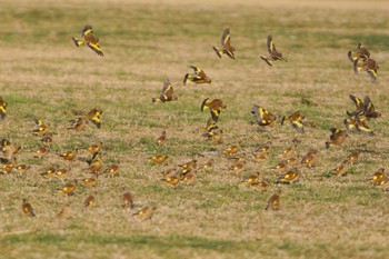 カワラヒワ 多摩川 2021年3月11日(木)