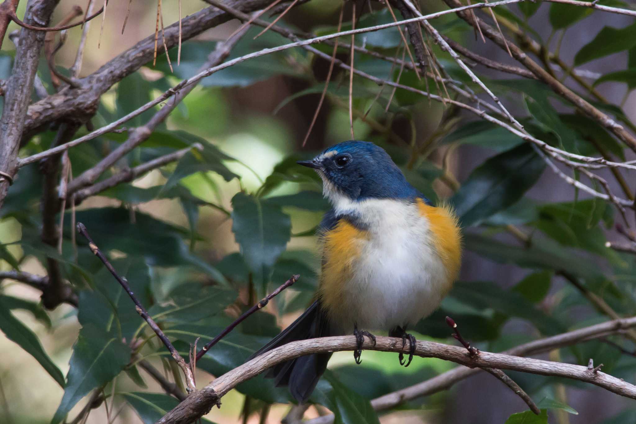 Photo of Red-flanked Bluetail at  by Tanago Gaia (ichimonji)