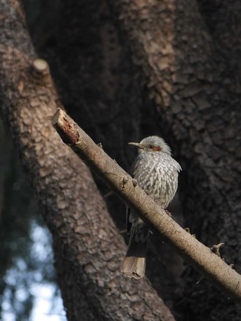 Brown-eared Bulbul Mitsuike Park Tue, 3/23/2021