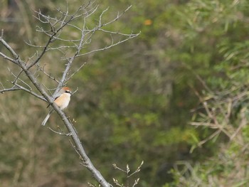 Bull-headed Shrike Mitsuike Park Tue, 3/23/2021