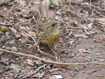 Tue, 3/23/2021 Birding report at Mitsuike Park