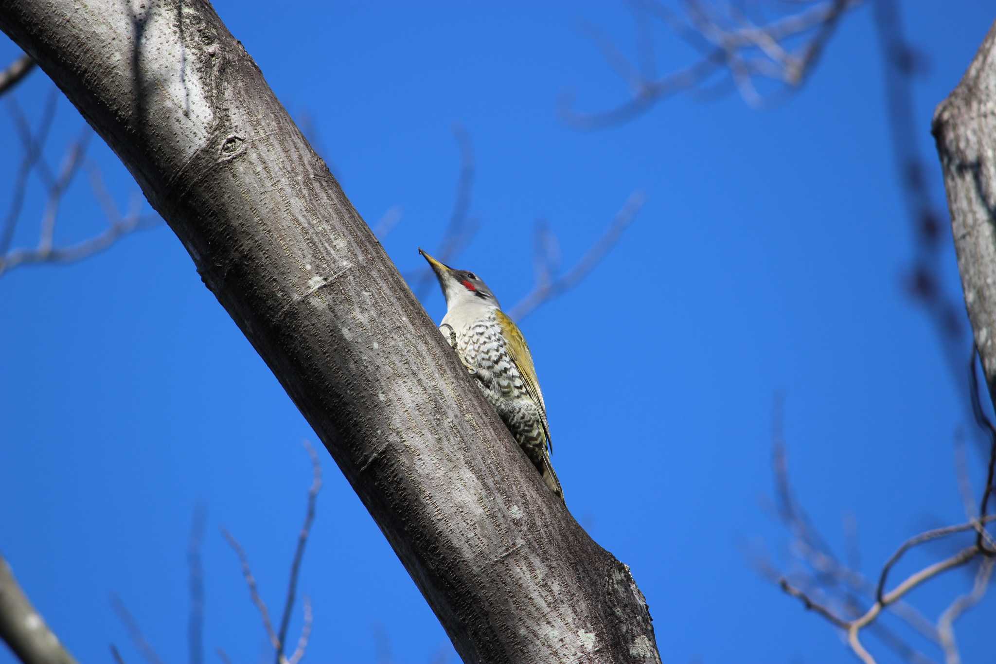 Japanese Green Woodpecker