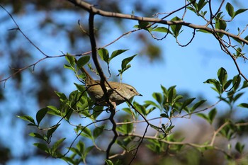 Tue, 3/23/2021 Birding report at Shakujii Park