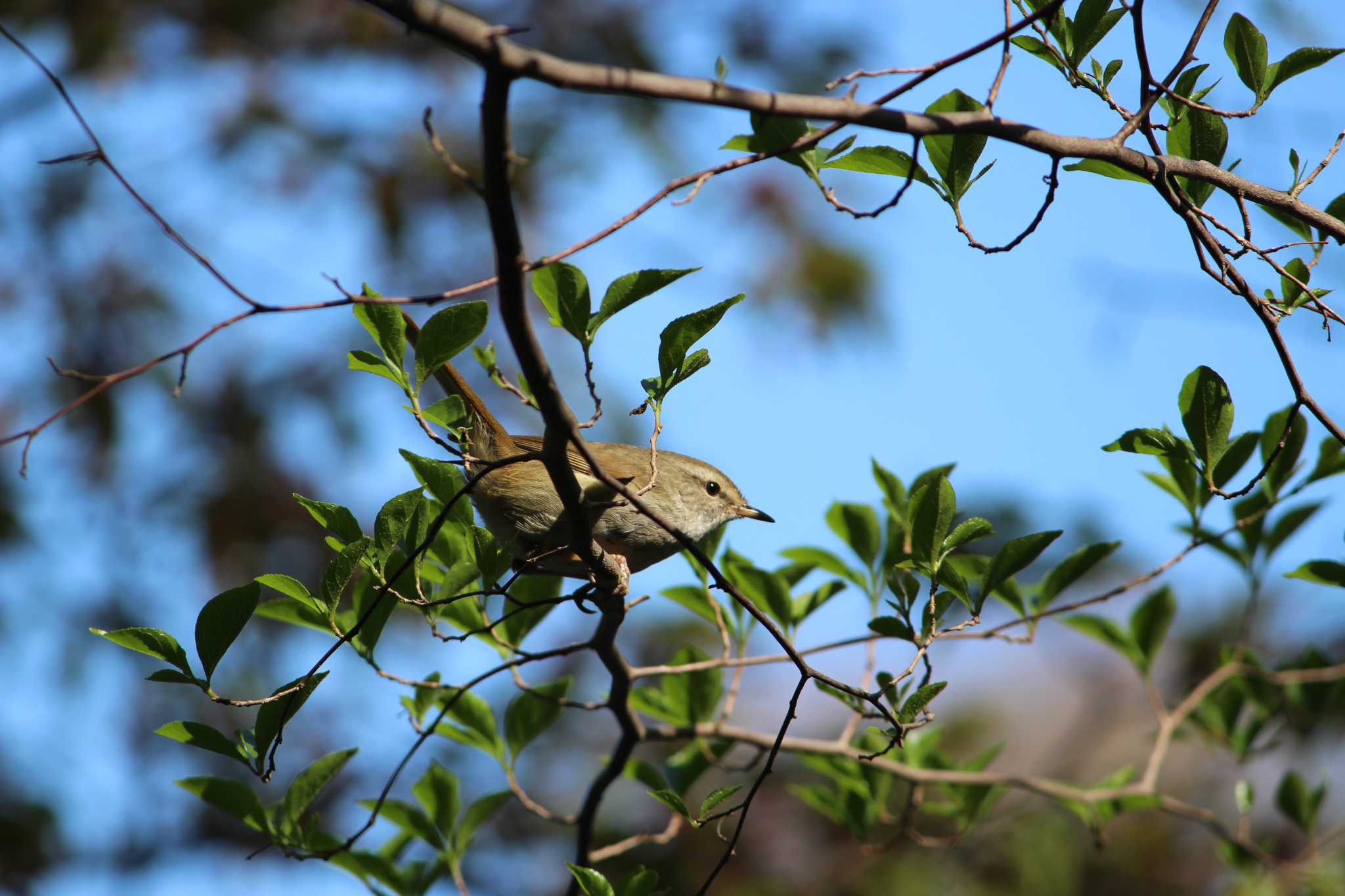 Japanese Bush Warbler