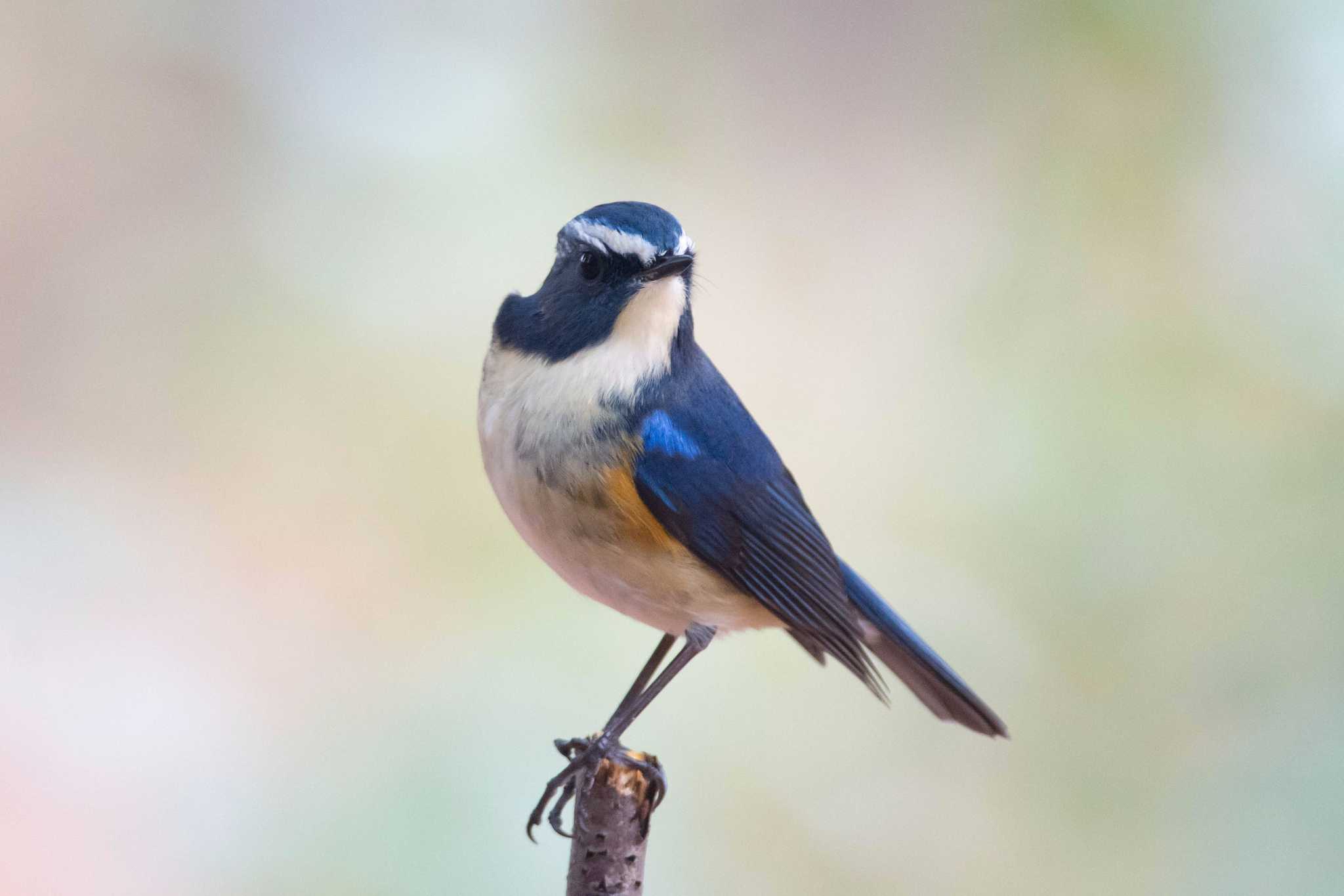 Photo of Red-flanked Bluetail at 