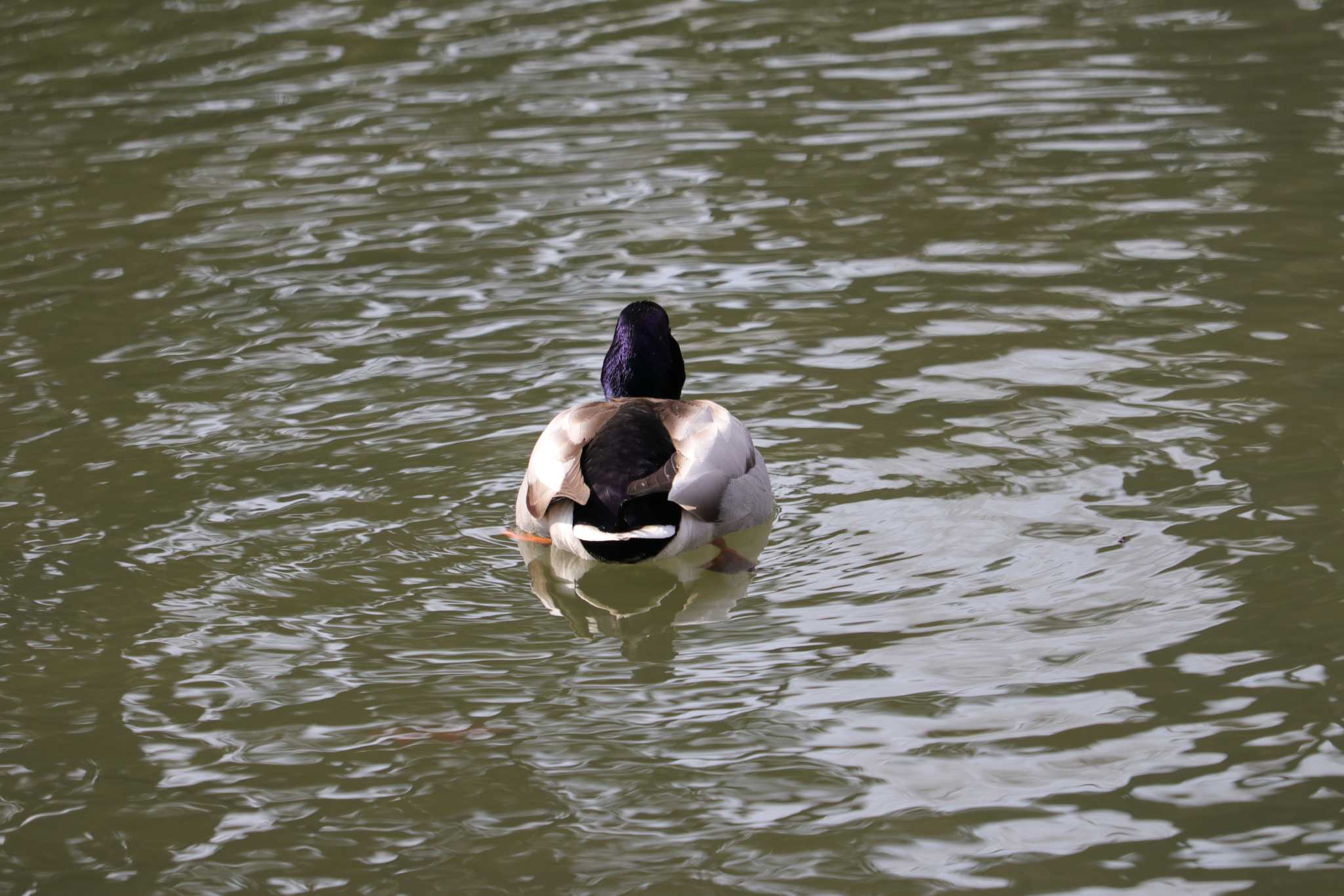 中島公園 マガモの写真 by お散歩記録