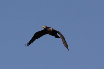 2021年3月23日(火) 妙岐ノ鼻の野鳥観察記録