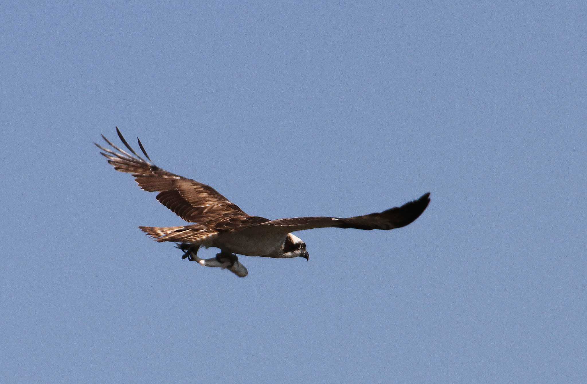 Osprey