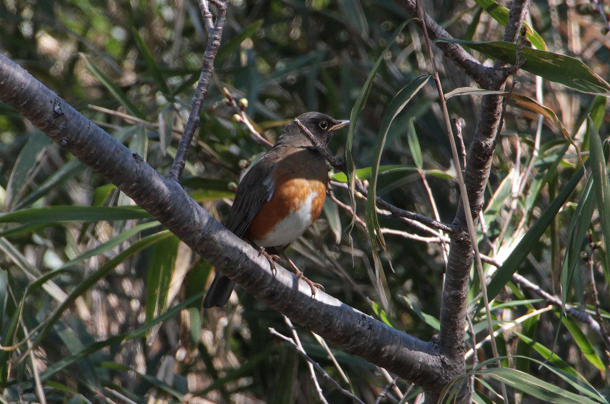 Brown-headed Thrush