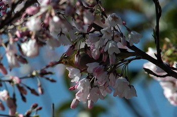 メジロ 和田公園(稲敷市) 2021年3月23日(火)