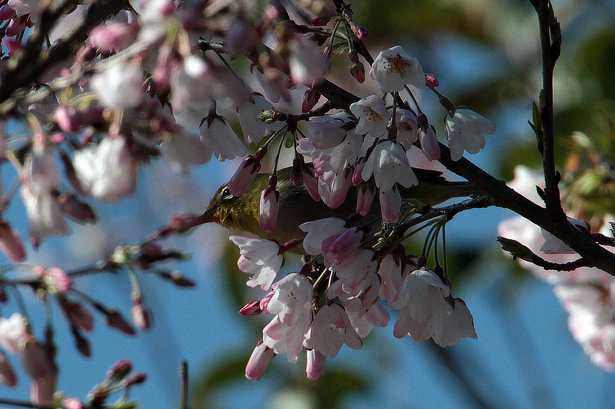 Photo of Warbling White-eye at 和田公園(稲敷市) by Simo