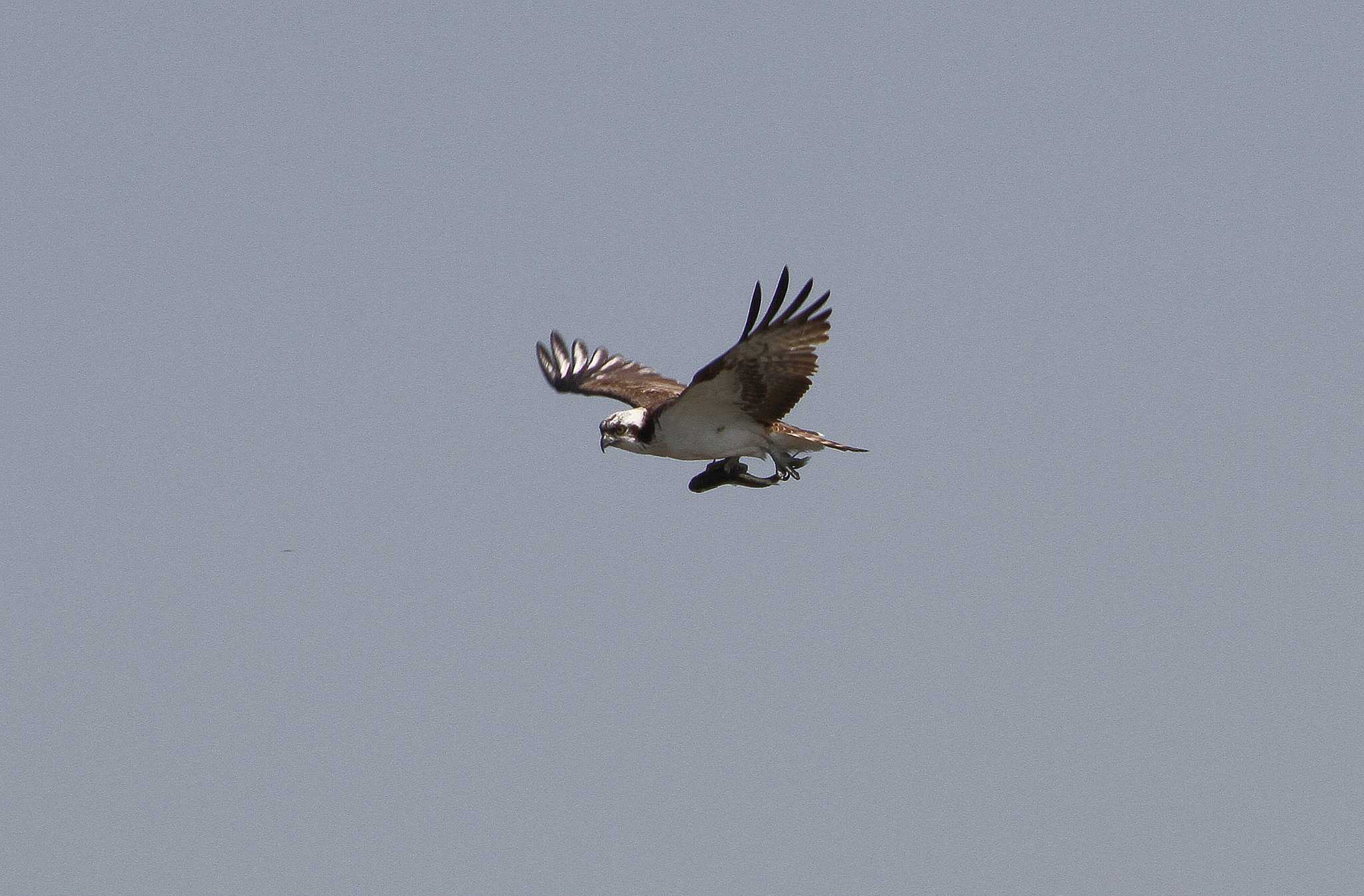 Osprey