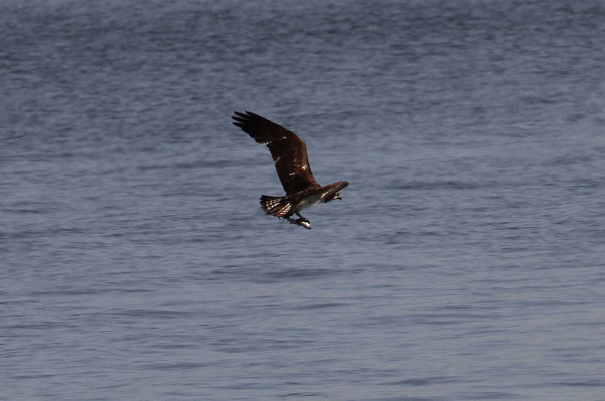 Osprey