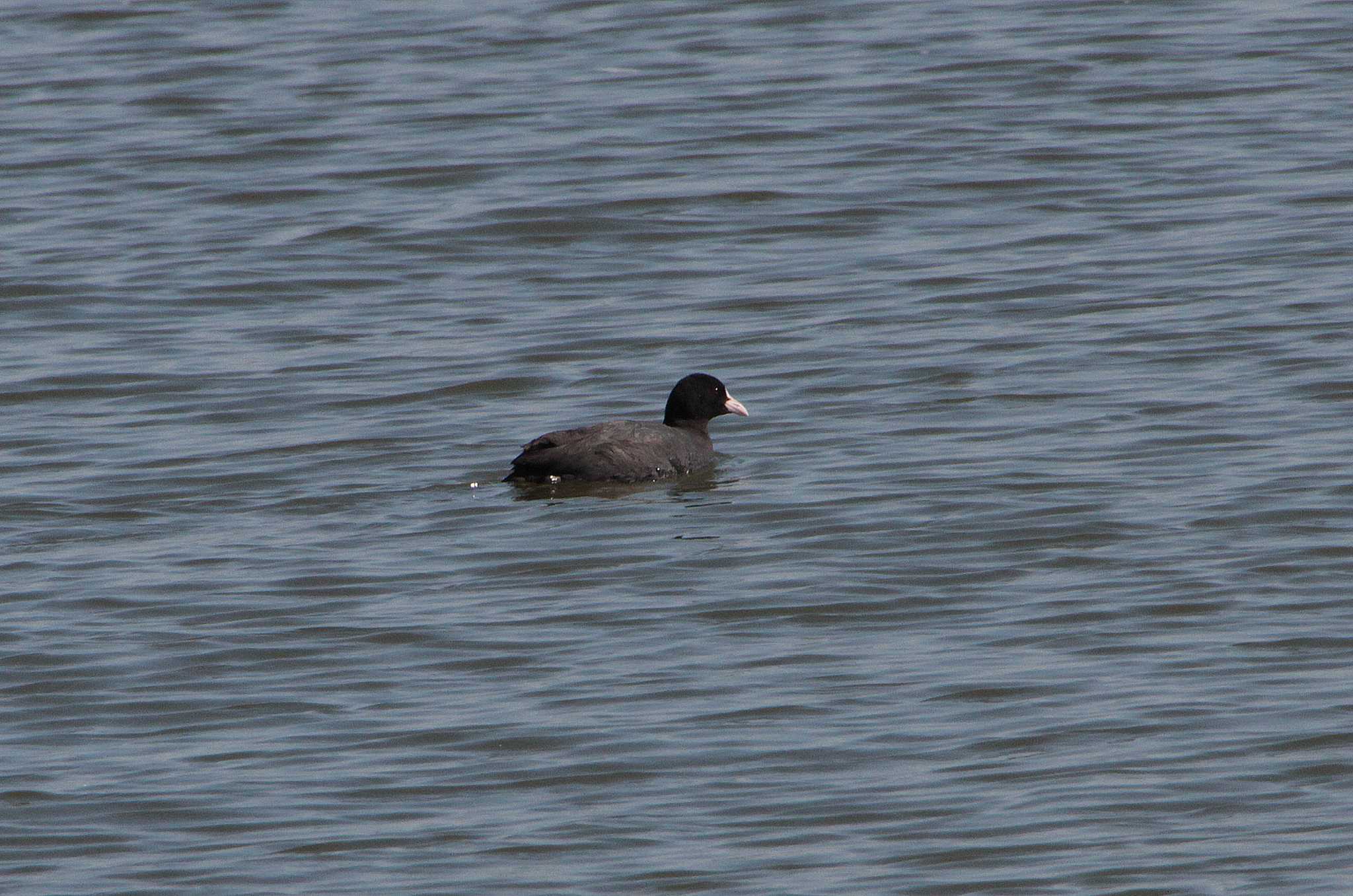 Eurasian Coot