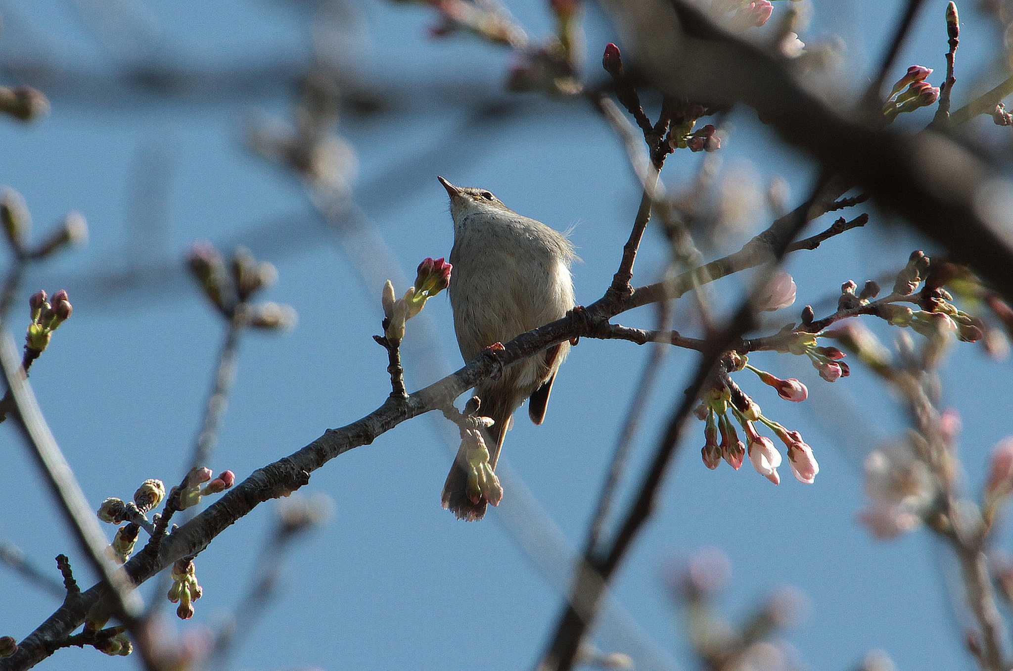 Japanese Bush Warbler