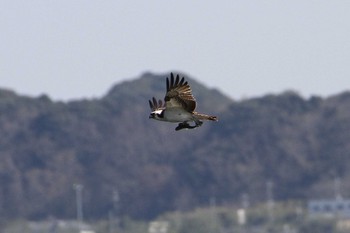 2021年3月23日(火) 和田公園(稲敷市)の野鳥観察記録