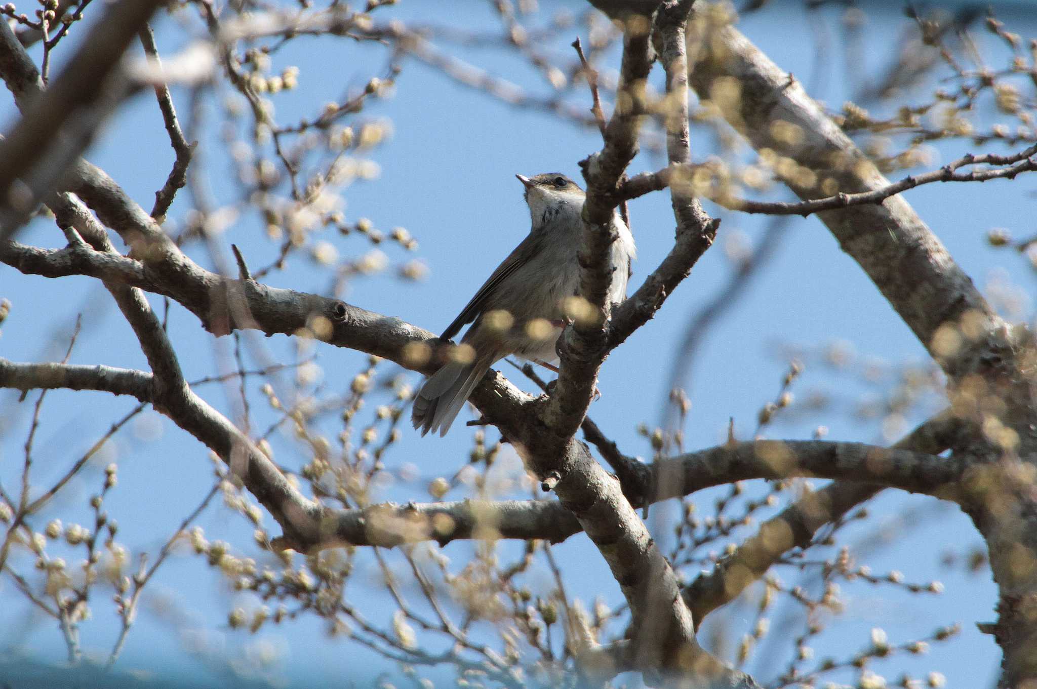 Photo of Japanese Bush Warbler at 和田公園(稲敷市) by Simo