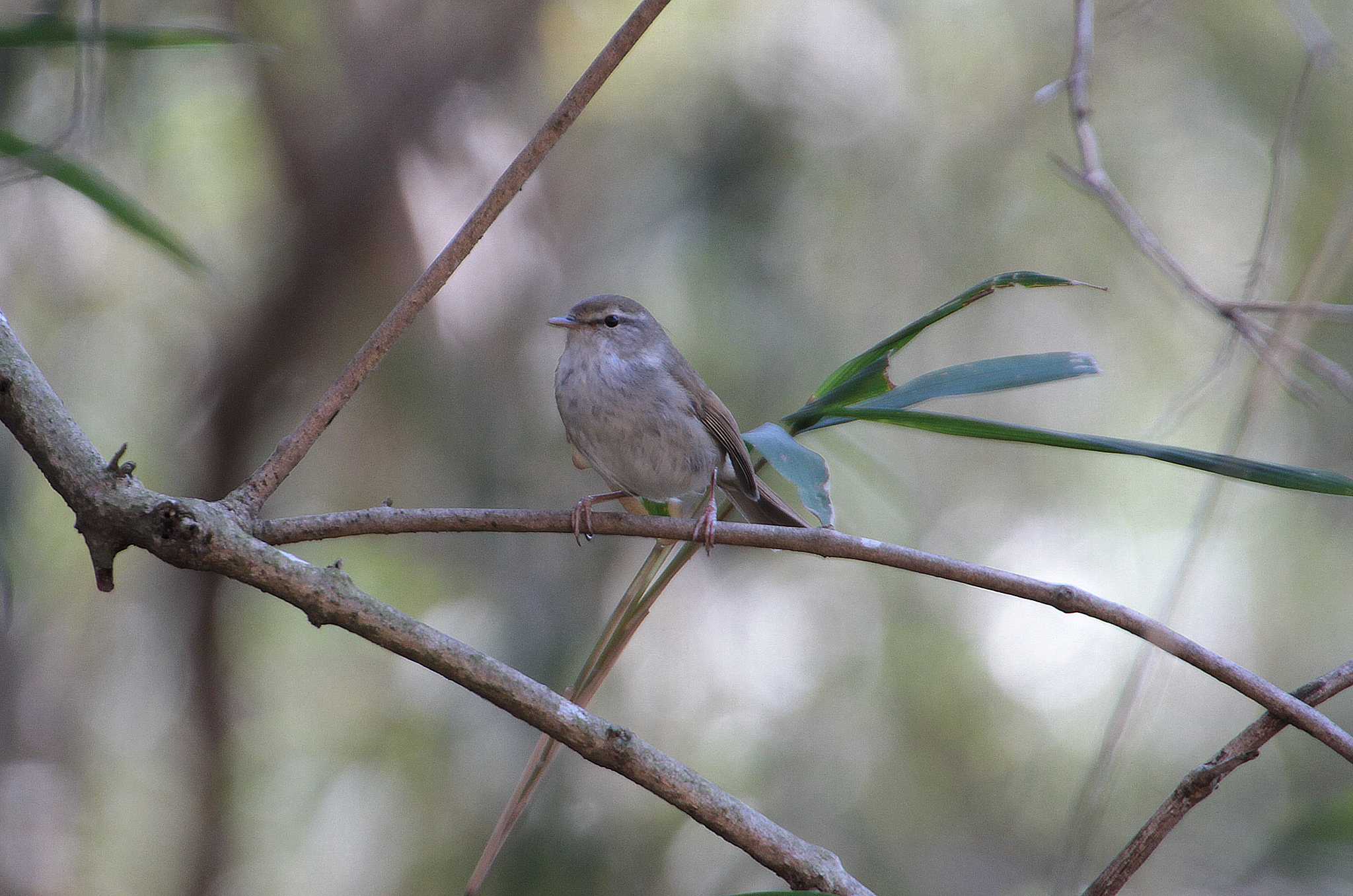 Photo of Japanese Bush Warbler at 牛久自然観察の森 by Simo