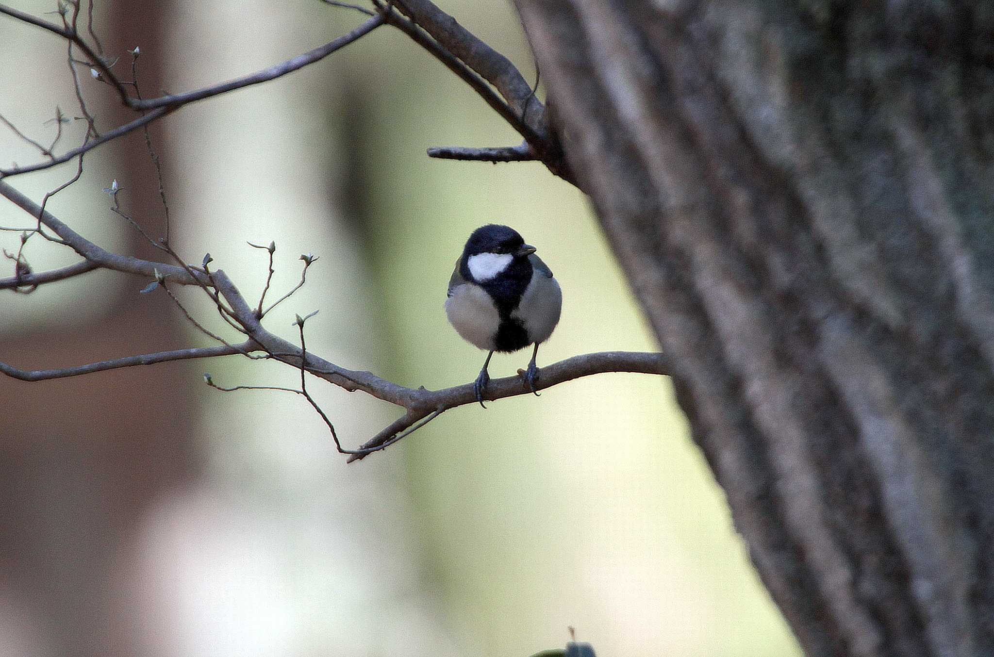 Photo of Japanese Tit at 牛久自然観察の森 by Simo