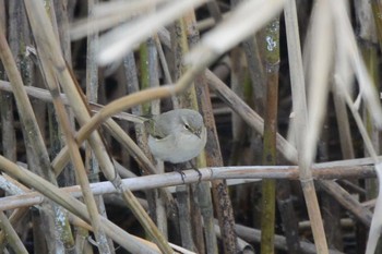 Common Chiffchaff 滋賀　西の湖 Sat, 11/25/2017