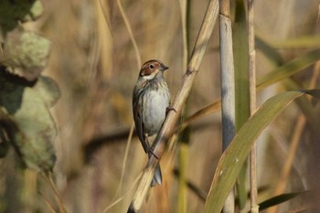 Little Bunting 滋賀　西の湖 Thu, 12/10/2020