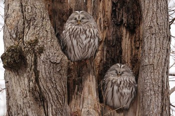 Ural Owl(japonica) Tomakomai Experimental Forest Tue, 3/16/2021