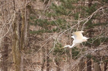 ダイサギ 北大研究林(北海道大学苫小牧研究林) 2021年3月16日(火)