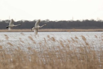 未同定 ウトナイ湖 2021年3月22日(月)