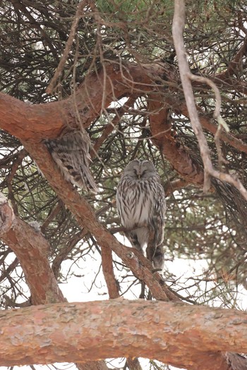 Ural Owl(japonica) 厚真神社 Tue, 3/23/2021