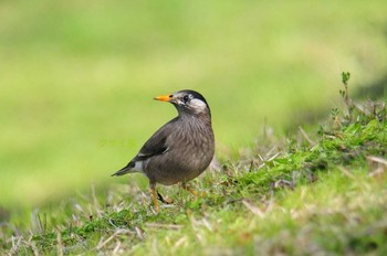 ムクドリ 馬見丘陵公園 2021年3月18日(木)