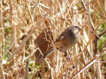 Tue, 3/23/2021 Birding report at Mizumoto Park