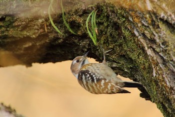 Japanese Pygmy Woodpecker 守谷野鳥のみち Fri, 3/19/2021