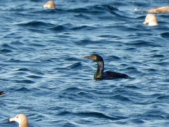 2021年3月22日(月) 三重県鳥羽市の野鳥観察記録