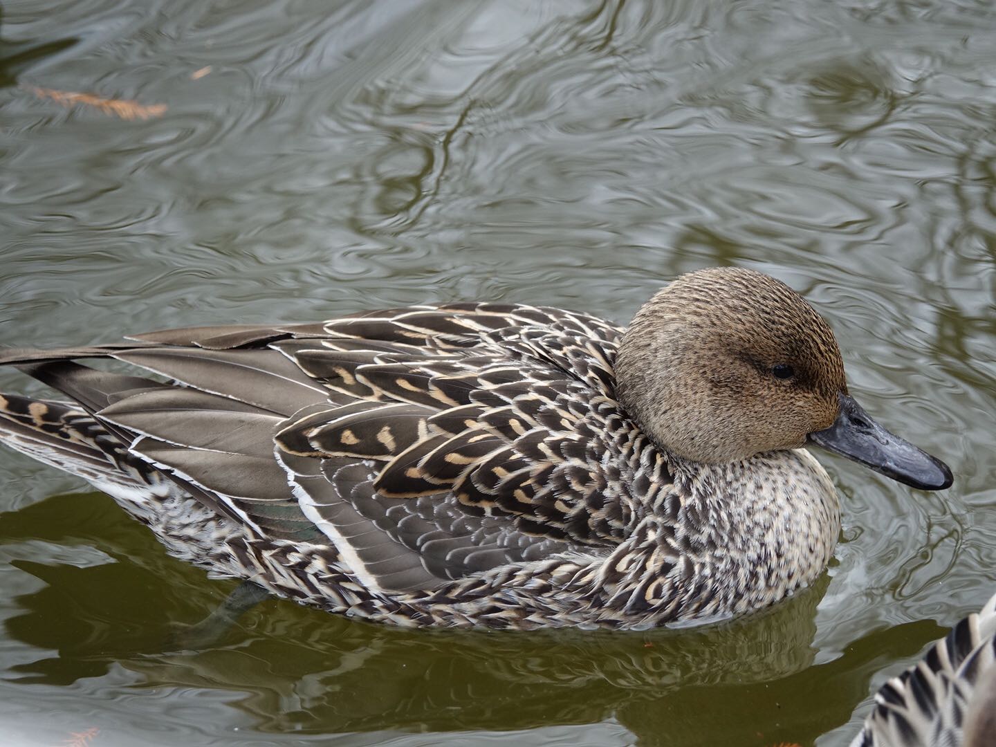 光が丘公園 オナガガモの写真 by とうとん