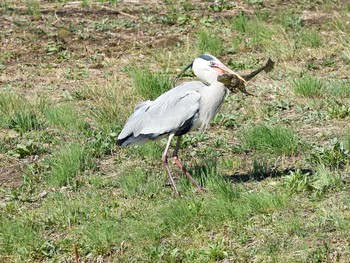 Grey Heron Unknown Spots Tue, 3/23/2021