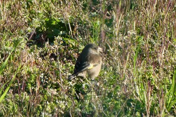 Tue, 3/23/2021 Birding report at 東京都北区