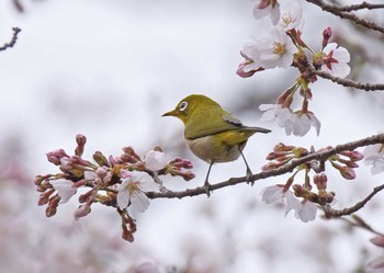 メジロ 稲荷山公園 2021年3月20日(土)