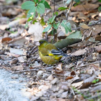 カワラヒワ 万博記念公園 2021年3月23日(火)