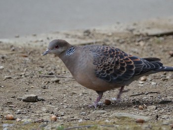 Oriental Turtle Dove Hikarigaoka Park Mon, 2/6/2017