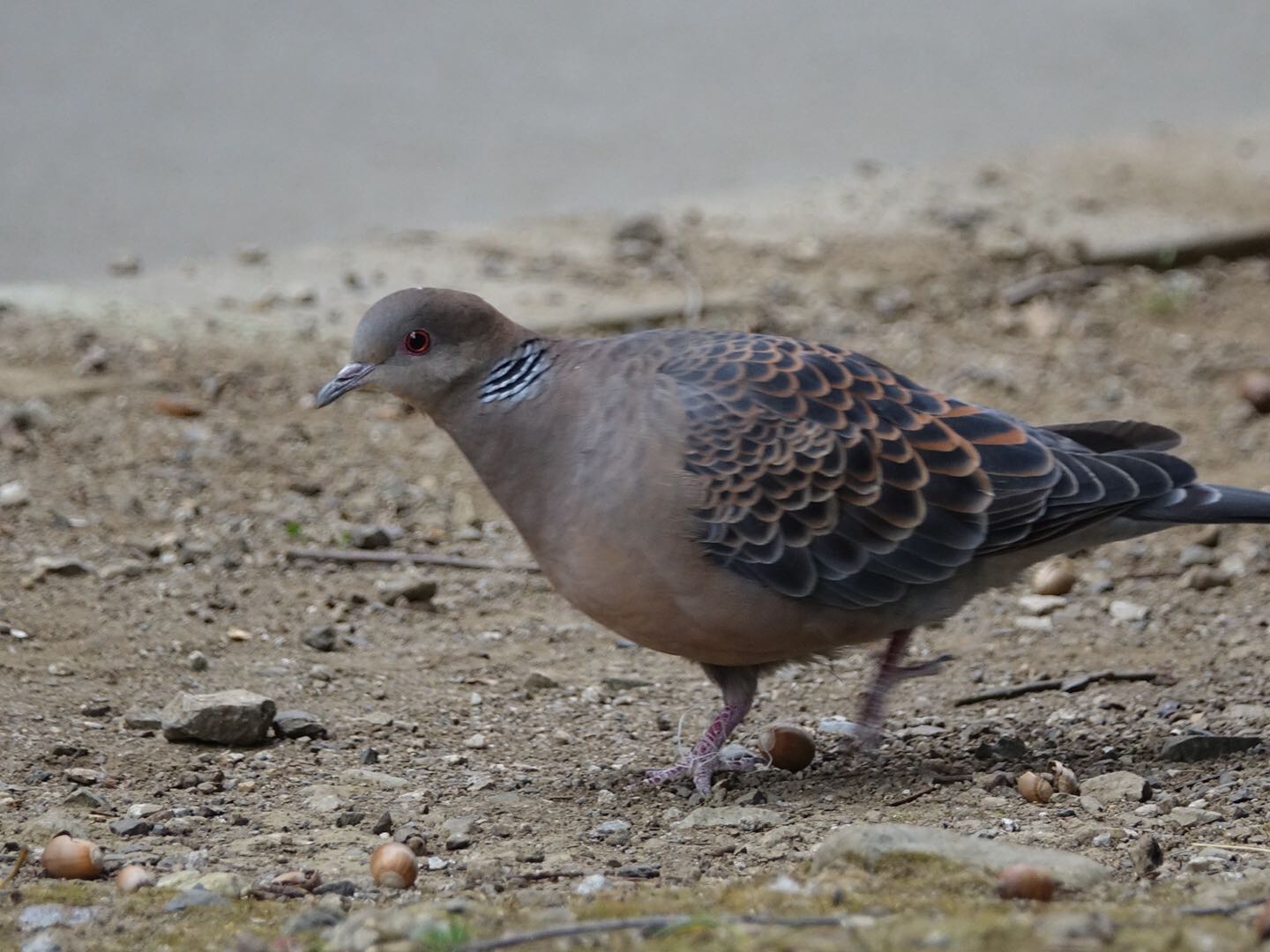 Photo of Oriental Turtle Dove at Hikarigaoka Park by とうとん