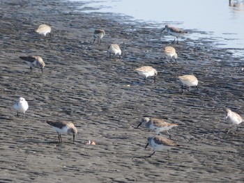 2021年3月23日(火) ふなばし三番瀬海浜公園の野鳥観察記録