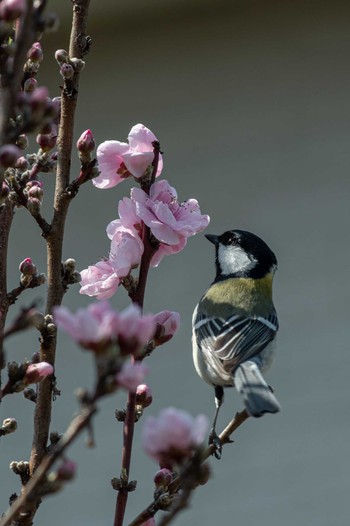 Japanese Tit 佐保川 Tue, 3/23/2021