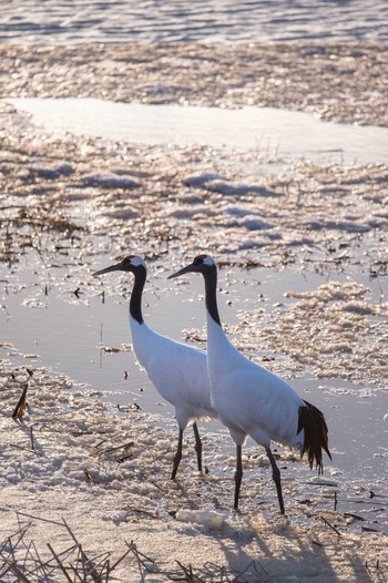 Red-crowned Crane 長都沼(千歳市) Tue, 3/23/2021