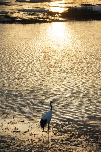 Red-crowned Crane 長都沼(千歳市) Tue, 3/23/2021