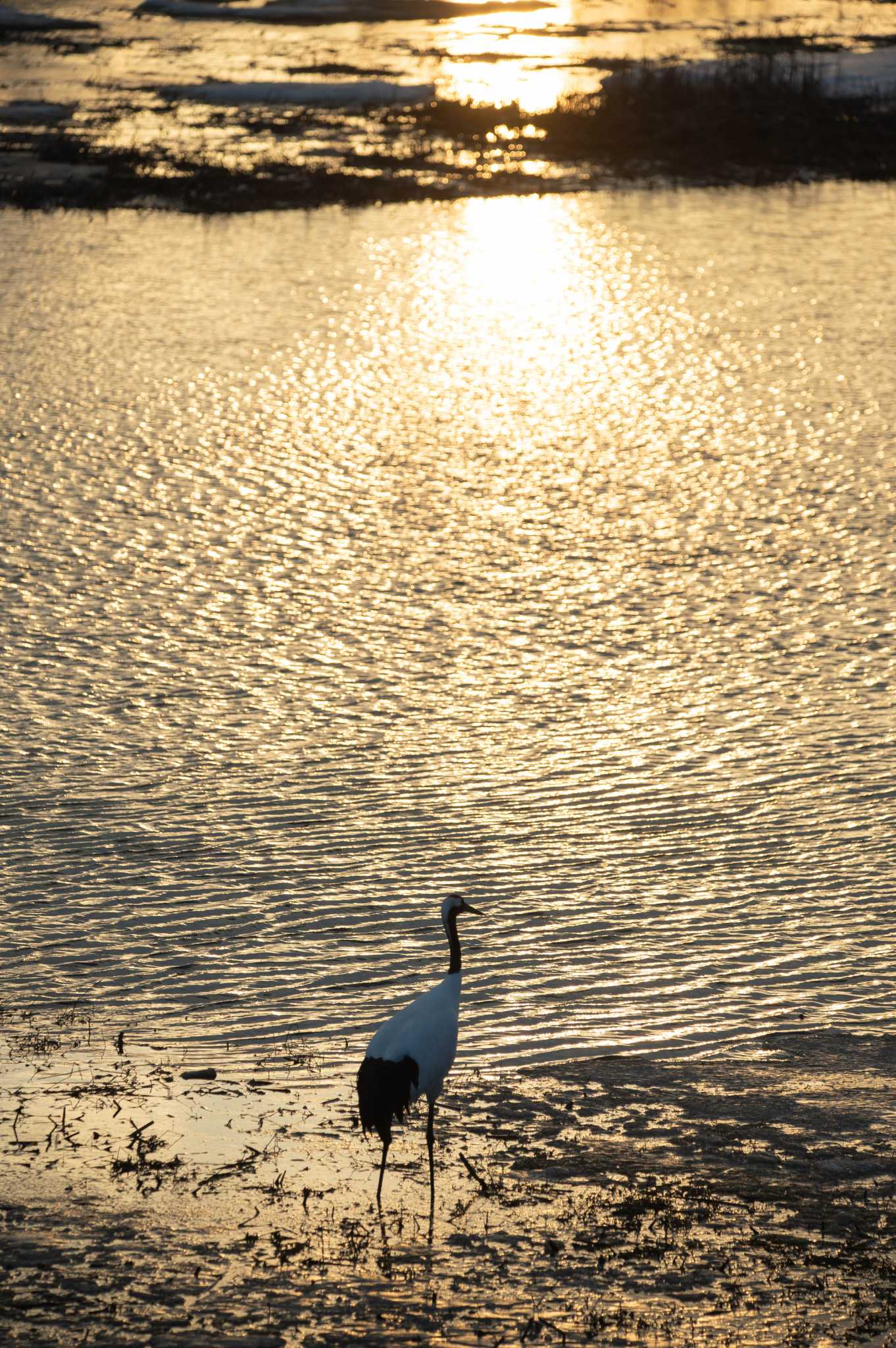 Red-crowned Crane