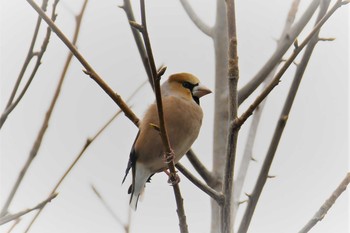 2021年3月20日(土) 薬師池公園の野鳥観察記録