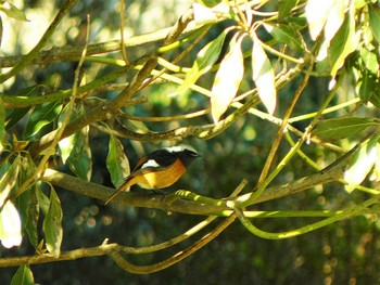 2021年3月14日(日) 三浦半島の野鳥観察記録