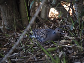 Oriental Turtle Dove Osaka Tsurumi Ryokuchi Thu, 3/18/2021